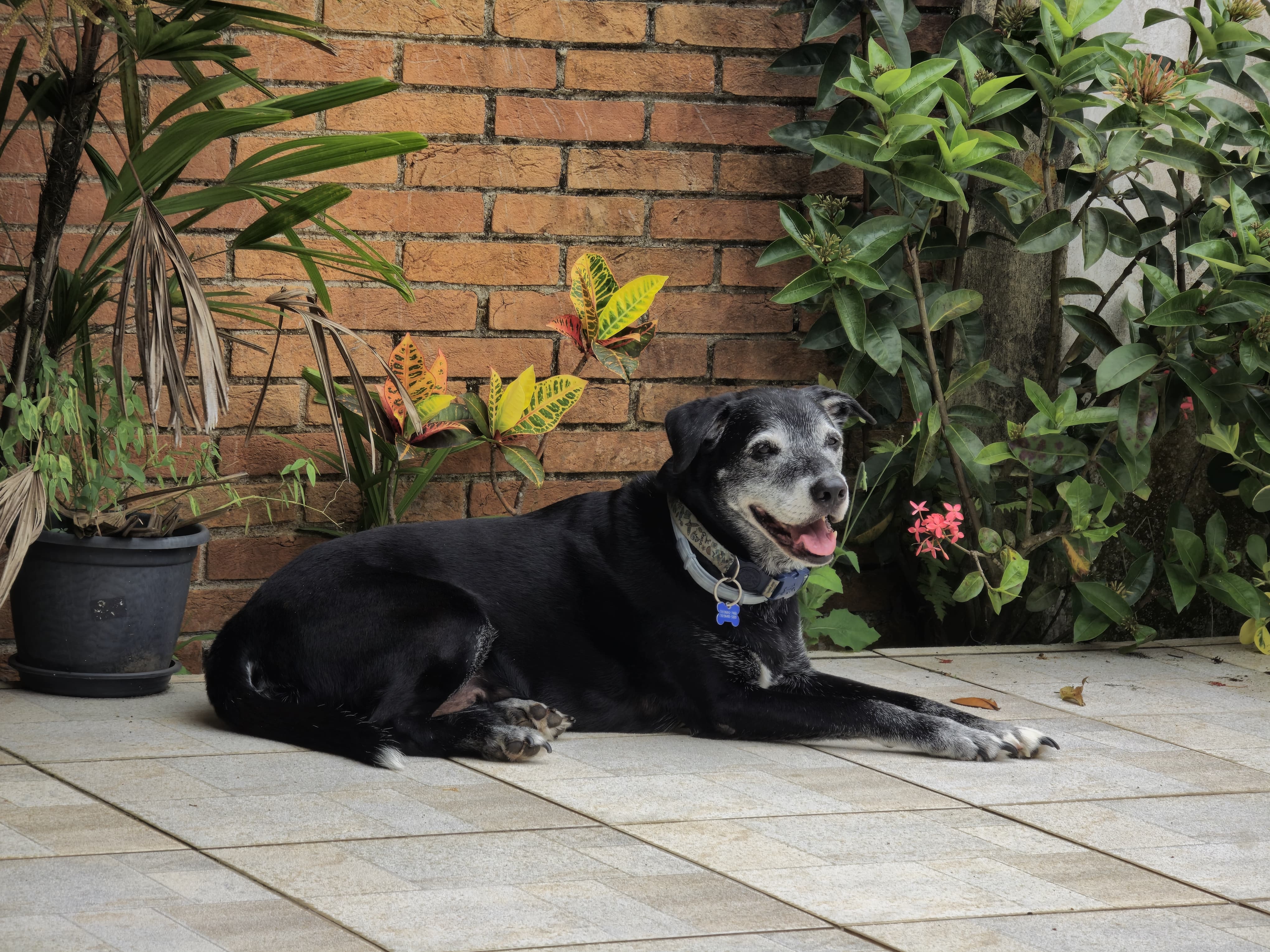Brian no jardim
